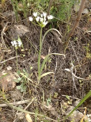 Allium trifoliatum