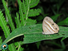 Cissia myncea