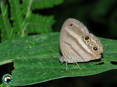 Cissia myncea