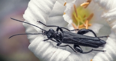 Oedemera atrata