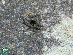 Hygronemobius albipalpus