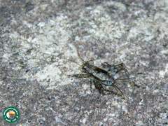 Hygronemobius albipalpus