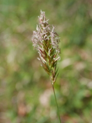 Anthoxanthum odoratum odoratum
