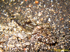Platycephalidae