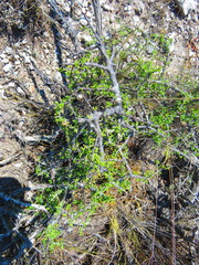 Condalia mexicana