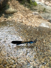 Heliocypha perforata