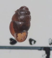 Vertigo pygmaea