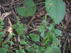 Haplanthodes verticillatus