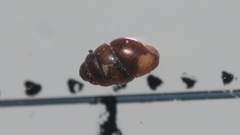Vertigo pygmaea