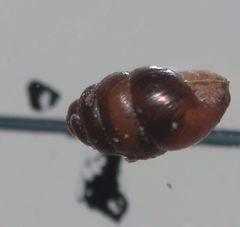 Vertigo pygmaea
