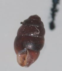Vertigo pygmaea