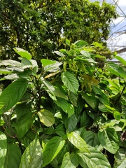 Cananga odorata