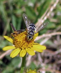 Bicyrtes discisus