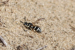 Pterocheilus phaleratus