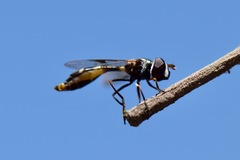 Dioprosopa clavata