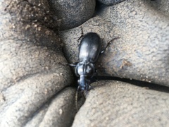 Pterostichus madidus