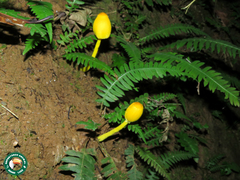 Leucocoprinus brunneoluteus