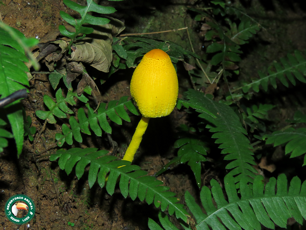 Leucocoprinus brunneoluteus · April 2021 · photo: © diogoluiz (iNaturalist, cc-by)