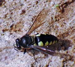 Stictia