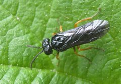 Eutomostethus luteiventris