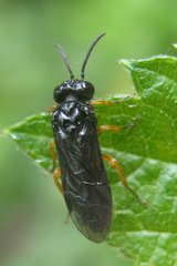 Eutomostethus luteiventris