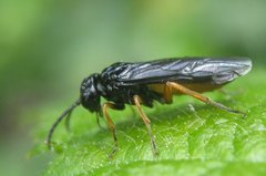 Eutomostethus luteiventris