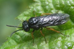 Eutomostethus luteiventris