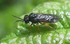 Eutomostethus luteiventris