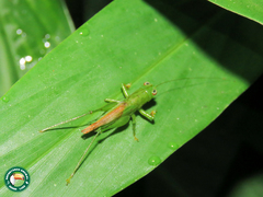 Cephalophlugis cephalotes