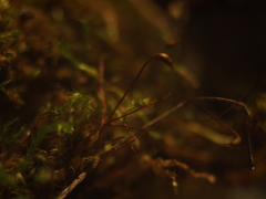 Rhynchostegium megapolitanum