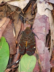 Penthicodes variegatus