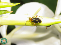 Horciasinus wallengreni