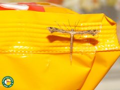 Stenoptilodes sematodactyla