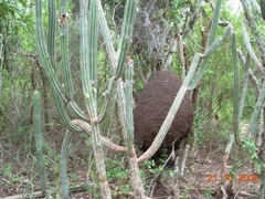 Pilosocereus robinii