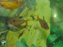 Hyphessobrycon eques