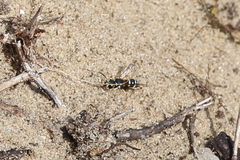 Pterocheilus phaleratus
