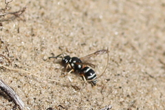 Pterocheilus phaleratus
