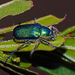 Diphucephala colaspidoides - Photo (c) Simon Grove,  זכויות יוצרים חלקיות (CC BY-NC), הועלה על ידי Simon Grove