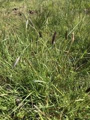 Alopecurus geniculatus