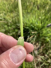 Alopecurus geniculatus