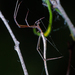 Arañas de Abdomen Alargado - Photo (c) Simon Grove, algunos derechos reservados (CC BY-NC), uploaded by Simon Grove (TMAG)