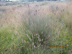 Juncus edgariae