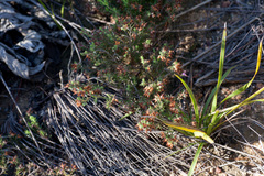 Erica filiformis