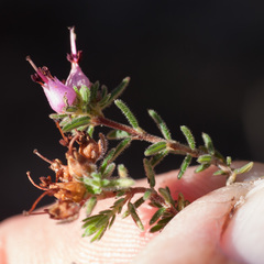 Erica filiformis