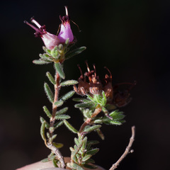 Erica filiformis