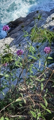 Bituminaria bituminosa