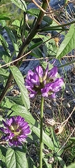 Bituminaria bituminosa