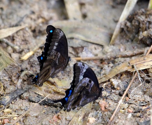 Papilio oribazus