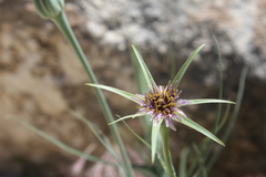 Tragopogon coelesyriacus