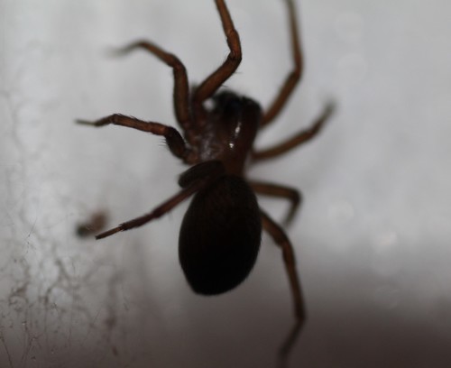 Cybaeus giganteus · iNaturalist